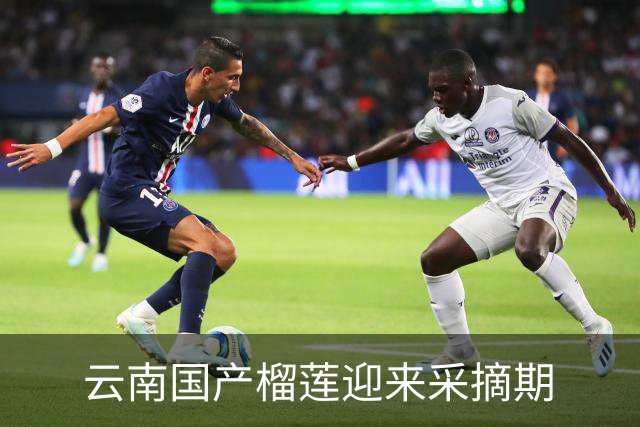 云南国产榴莲迎来采摘期